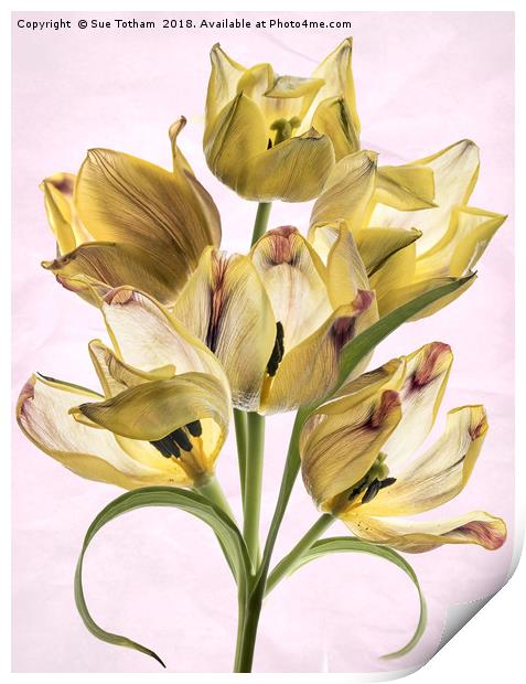 Tulip Bouquet Print by Sue Totham