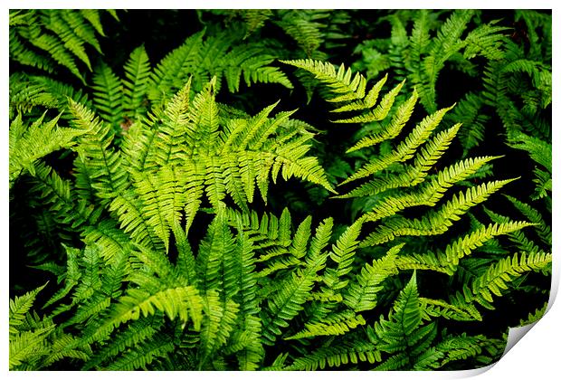 Fern leaves Print by Anthony Hart