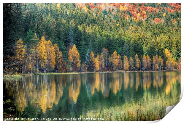 Autumn reflection Print by Alexandru Razvan