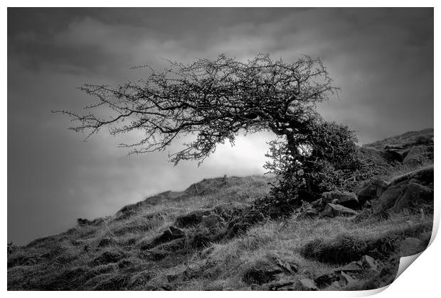 Monochrome Windswept Tree                          Print by jason jones