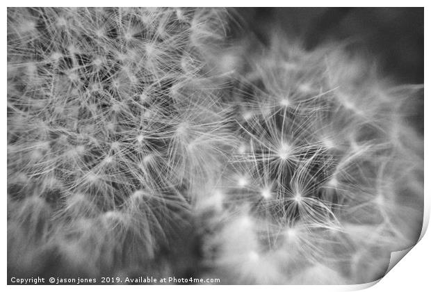 Dandelion Seeds                                Print by jason jones