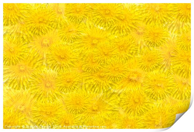 Dandelion yellow Print by Graham Chance