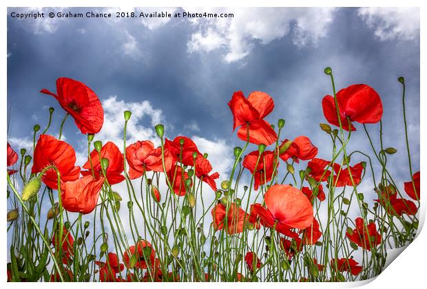 Poppies Print by Graham Chance