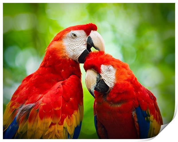 Scarlet Macaws  Print by Chuck Underwood