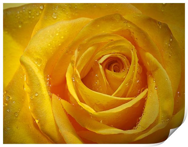 Yellow Rose Print by Chuck Underwood