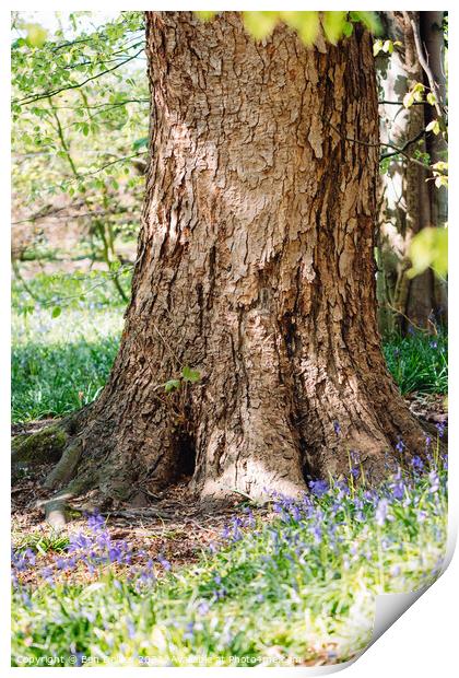 Textured tree in a bluebell wood Print by Ben Delves