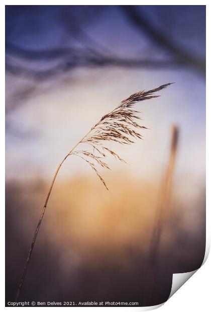 Serene Grass and Twilight Print by Ben Delves