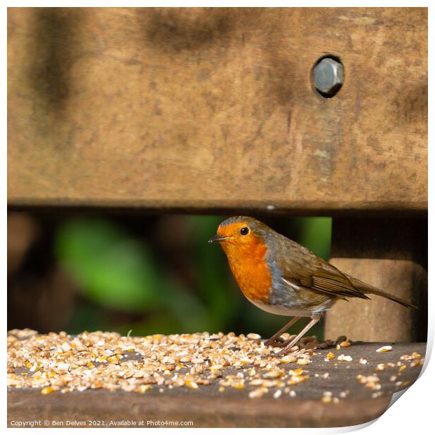 The Majestic Robin Redbreast Print by Ben Delves