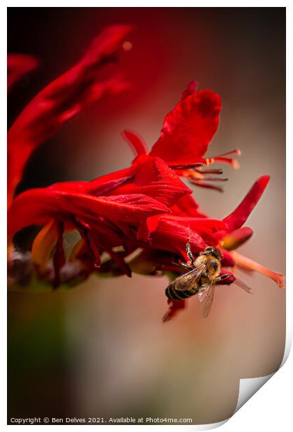 Nature's Pollinator Print by Ben Delves