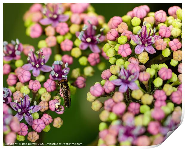 Gold plated in hydrangea buds Print by Ben Delves