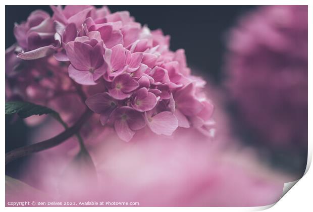 The Enchanting Hydrangea Print by Ben Delves