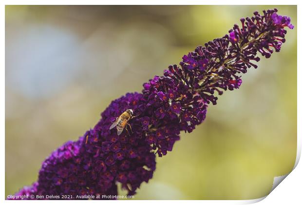 Honeybee on the lavender Print by Ben Delves
