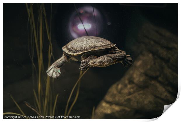 Graceful Turtle in its Underwater Realm Print by Ben Delves