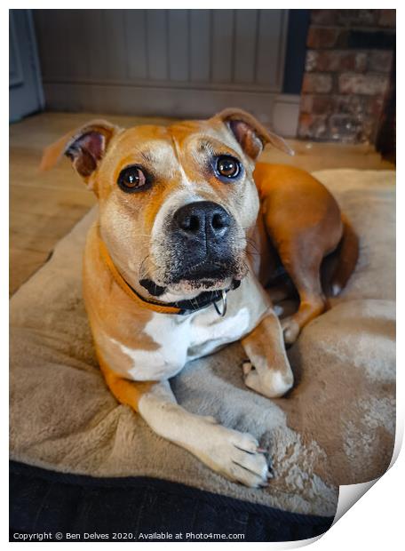 Staffordshire bull terrier portrait Print by Ben Delves