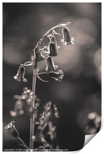 Bluebell Blossom in Monochrome Print by Ben Delves