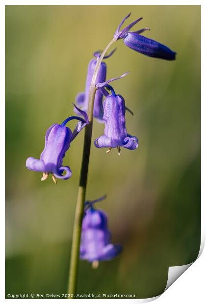 bluebell in the woods Print by Ben Delves