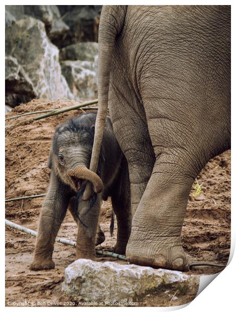 Playful Baby Elephant Tugs on Mother's Tail Print by Ben Delves