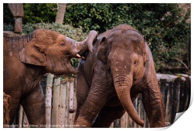 Playful Family of Endangered Elephants Print by Ben Delves