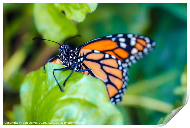 Majestic Plain Tiger Butterfly Climbing Up a Leaf Print by Ben Delves