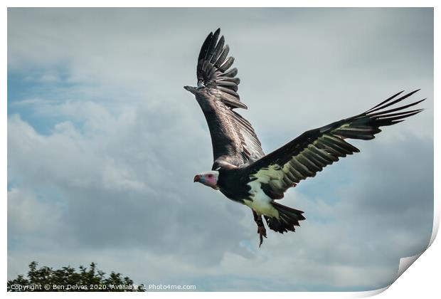 Majestic African Vulture Spreading Its Wings Print by Ben Delves