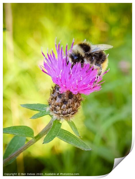 Bumblebee on a pink thistle flower Print by Ben Delves