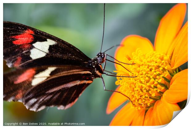 Elegant Postman Butterfly on Orange Blossom Print by Ben Delves
