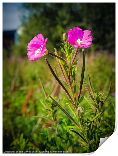 A pair of pink flowers in a wildflower meadow in O Print by Ben Delves