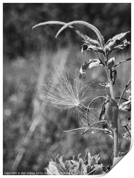 A dandelion seed clock caught on a plant in black  Print by Ben Delves