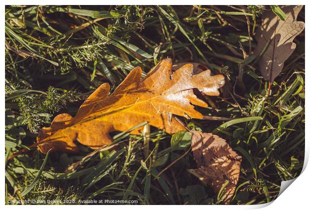 fallen leaves Print by Ben Delves
