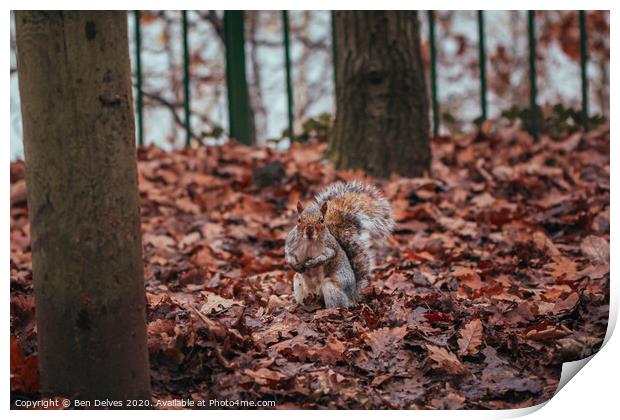 A squirrel standing amongst the leaves Print by Ben Delves