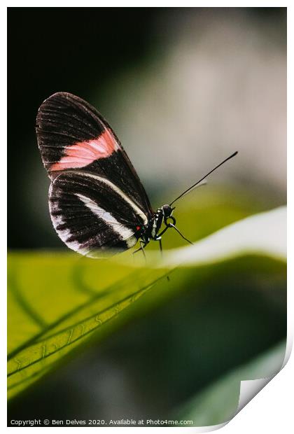 Postman butterfly resting Print by Ben Delves