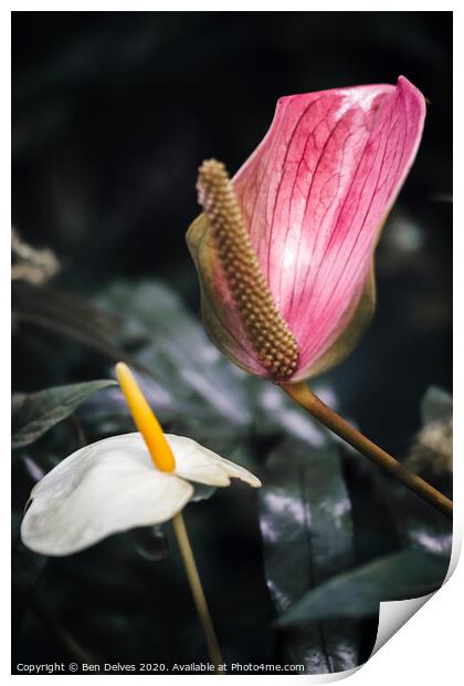 Vibrant Tropical Flower Macro Print by Ben Delves