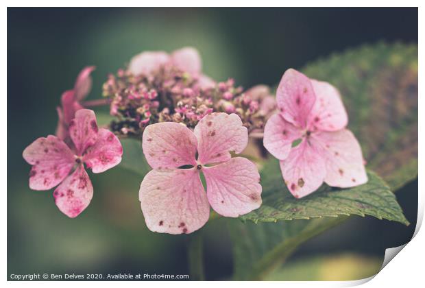 Small pink petals Print by Ben Delves