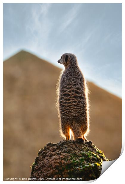 Meerkat on the rock Print by Ben Delves