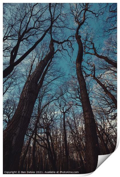 Outstretched trees Print by Ben Delves