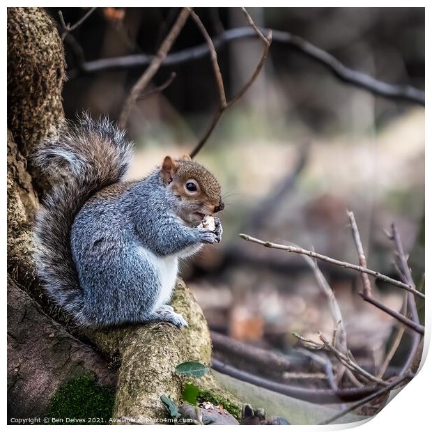 Squirrel and his nut Print by Ben Delves