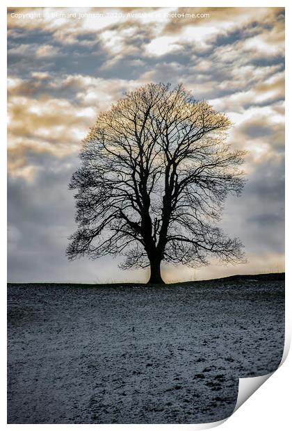 Lone tree Print by bernard johnson