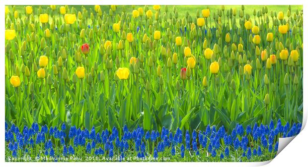 The blues and the yellows Print by Madhurima Ranu