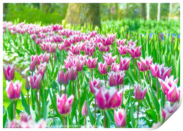 Tulips at Keukenhof Print by Madhurima Ranu