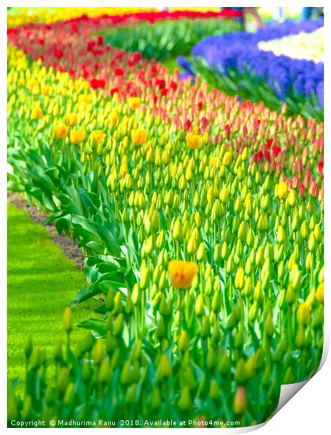 Rainbow of tulips at Keukenhof garden Print by Madhurima Ranu
