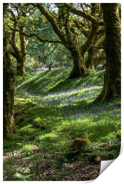 Woodland Bluebells Print by Jean Fry