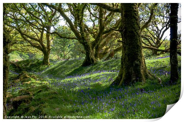 Bluebell Woods Print by Jean Fry