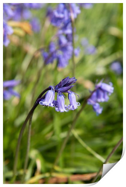 Bluebell Print by Karen Shaw