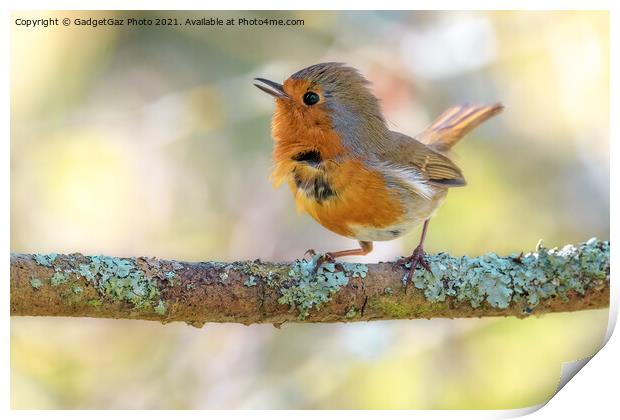 Little Robin redbreast Print by GadgetGaz Photo