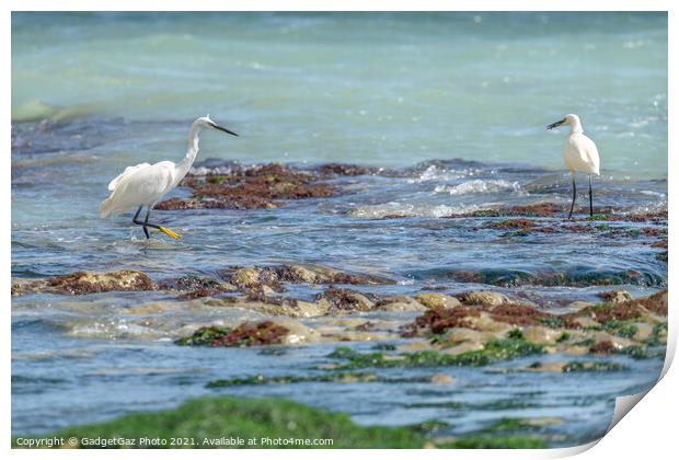 Little Egrets at sea  Print by GadgetGaz Photo