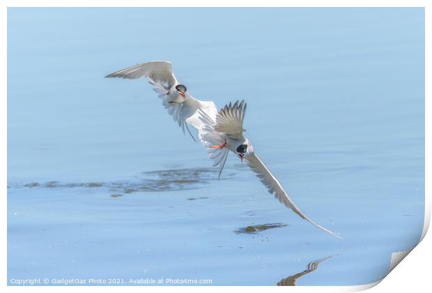 Common Terns chasing  Print by GadgetGaz Photo