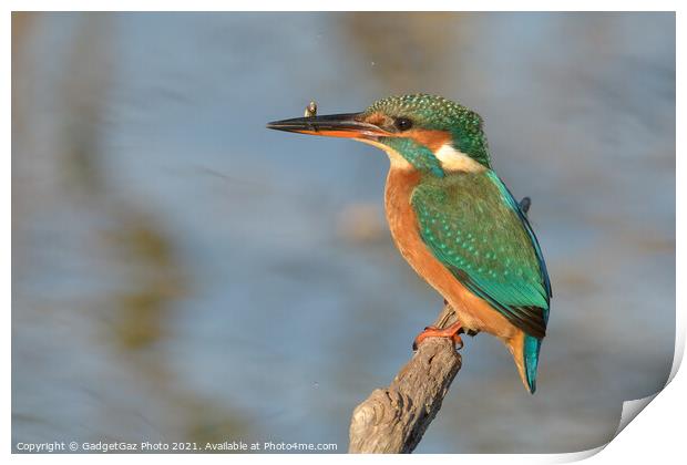 Female Kingfisher with a fish Print by GadgetGaz Photo