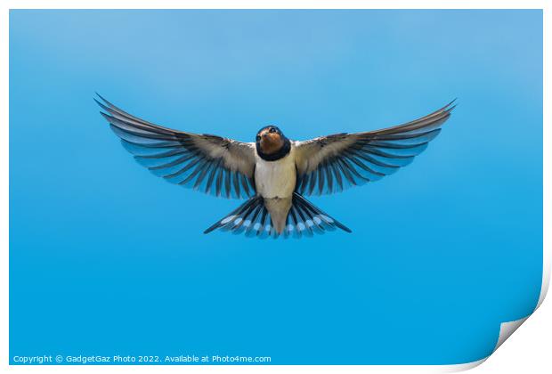 Swallow in flight Print by GadgetGaz Photo