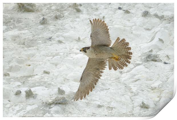 Peregrine falcon in flight Print by GadgetGaz Photo