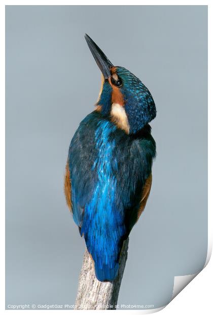 Kingfisher looking up Print by GadgetGaz Photo